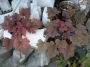 Хойхера (Heuchera)