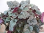 Хойхера (Heuchera)