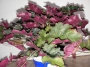 Хойхера (Heuchera)