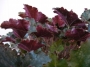 Хойхера (Heuchera)