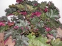 Хойхера (Heuchera)