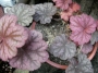Хойхера (Heuchera)