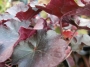 Хойхера (Heuchera)