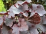 Хойхера (Heuchera)