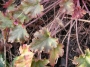 Хойхера (Heuchera)