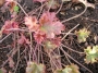 Хойхера (Heuchera)