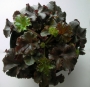 Хойхера (Heuchera)