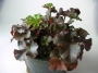 Хойхера (Heuchera)