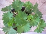 Хойхера (Heuchera)