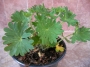 Хойхера (Heuchera)