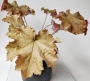Хойхера (Heuchera)