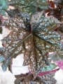 Хойхера (Heuchera americana palace purple)