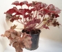 Хойхера Хеухера (Heuchera)