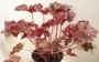 Хойхера Хеухера (Heuchera)