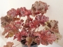 Хойхера Хеухера (Heuchera)