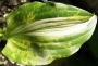 Хоста Албопикта, Функия (Hosta Halcyon)