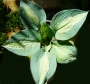Хоста, Функия (Hosta)