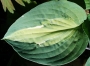 Хоста, Функия (Hosta)