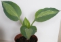 Хоста, Функия (Hosta)