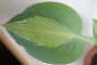 Хоста, Функия (Hosta)