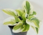Хоста, Функия (Hosta)