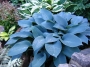 Хоста Халцион, Функия (Hosta Halcyon)