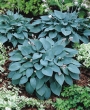 Хоста Халцион, Функия (Hosta Halcyon)
