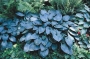 Хоста Халцион, Функия (Hosta Halcyon)