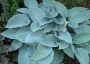 Хоста Халцион, Функия (Hosta Halcyon)