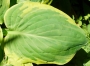 Хоста (Hosta)