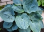 Хоста (Hosta Big Daddy)