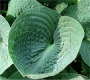 Хоста (Hosta Big Daddy)