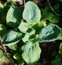 Хоста (Hosta Big Daddy)