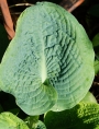 Хоста (Hosta Big Daddy)