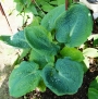 Хоста (Hosta Big Daddy)