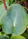 Хоста (Hosta Big Daddy)