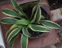Хоста (Hosta Wolverine)