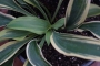 Хоста (Hosta Wolverine)