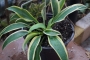 Хоста (Hosta Wolverine)