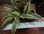 Хоста (Hosta Wolverine)