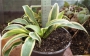 Хоста (Hosta Wolverine)