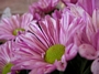 Хризантема (Chrysanthemum)