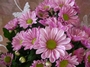 Хризантема (Chrysanthemum)