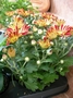 Хризантема (Chrysanthemum)