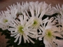 Хризантема бяла (Chrysanthemum)