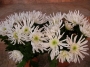 Хризантема бяла (Chrysanthemum)