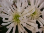 Хризантема бяла (Chrysanthemum)