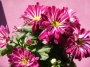 Хризантема (Chrysanthemum)