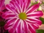 Хризантема (Chrysanthemum)