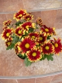 Хризантема (Chrysanthemum)